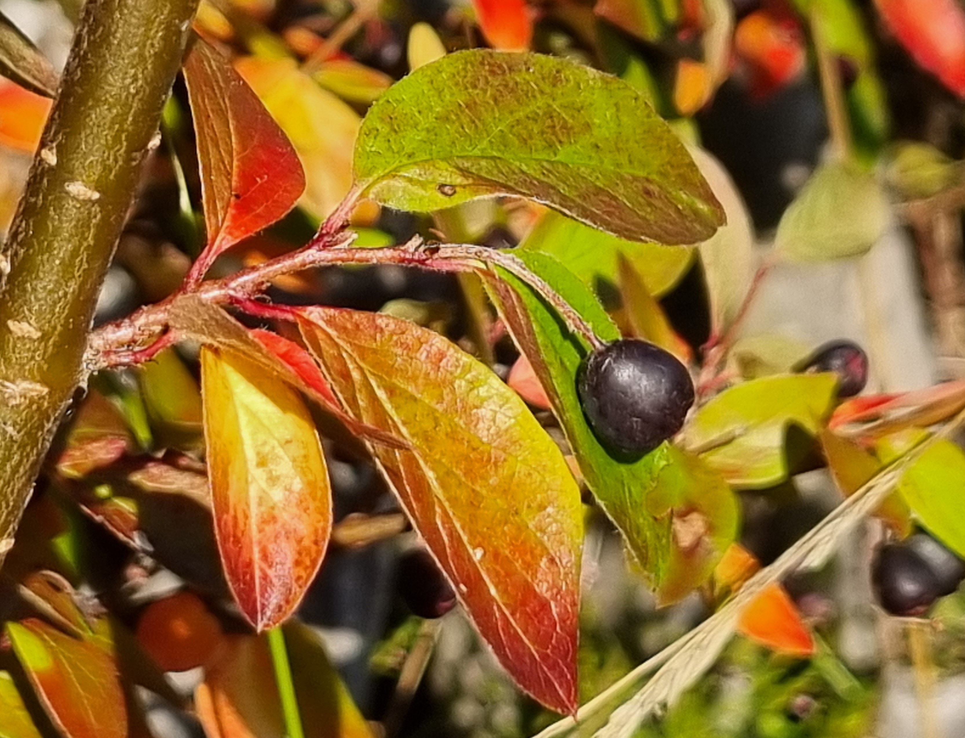 Blad som skiftar från grönt, till gult och rött