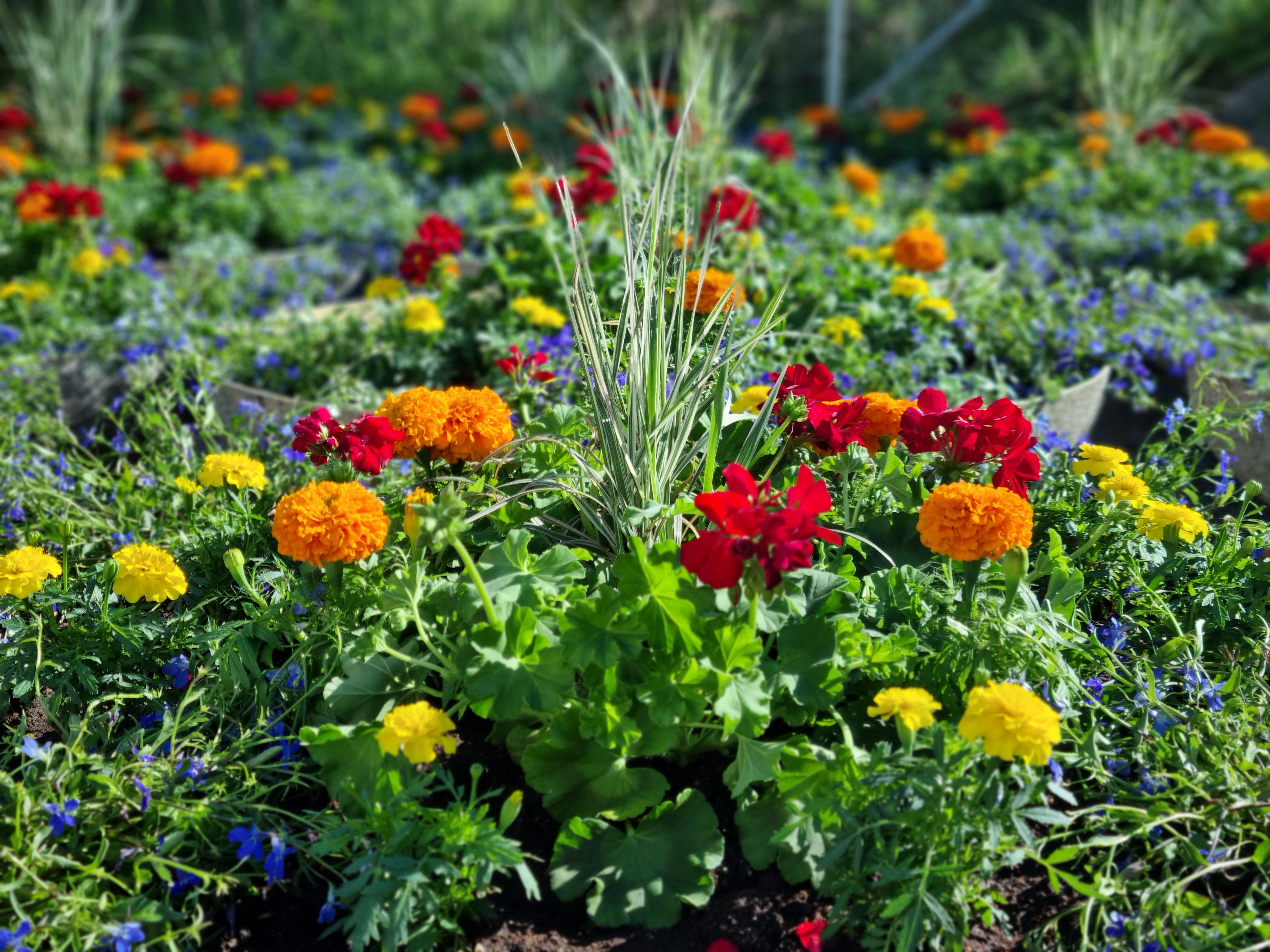 Närbild på årets sommarblommor