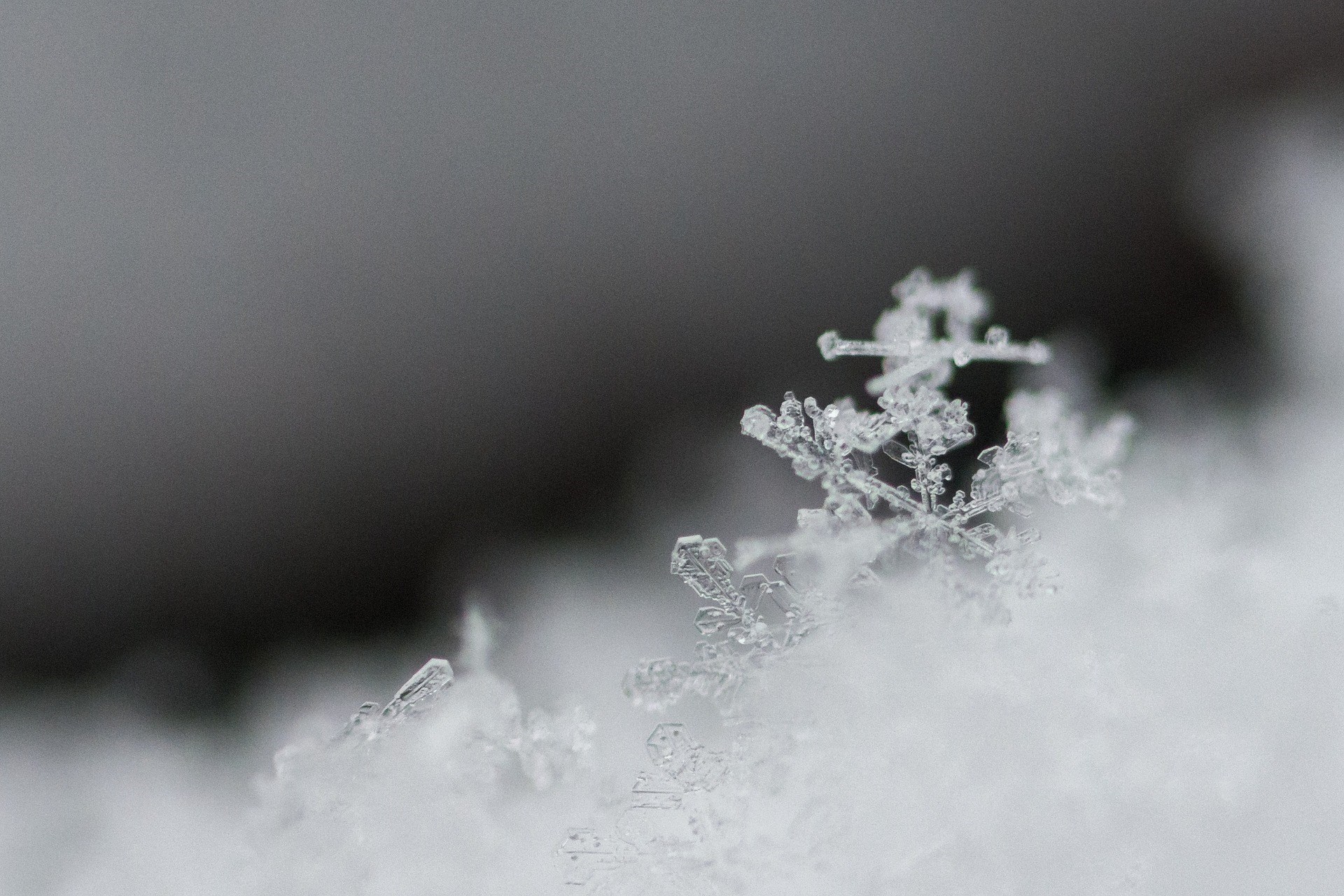 Makrobild av en snöflinga