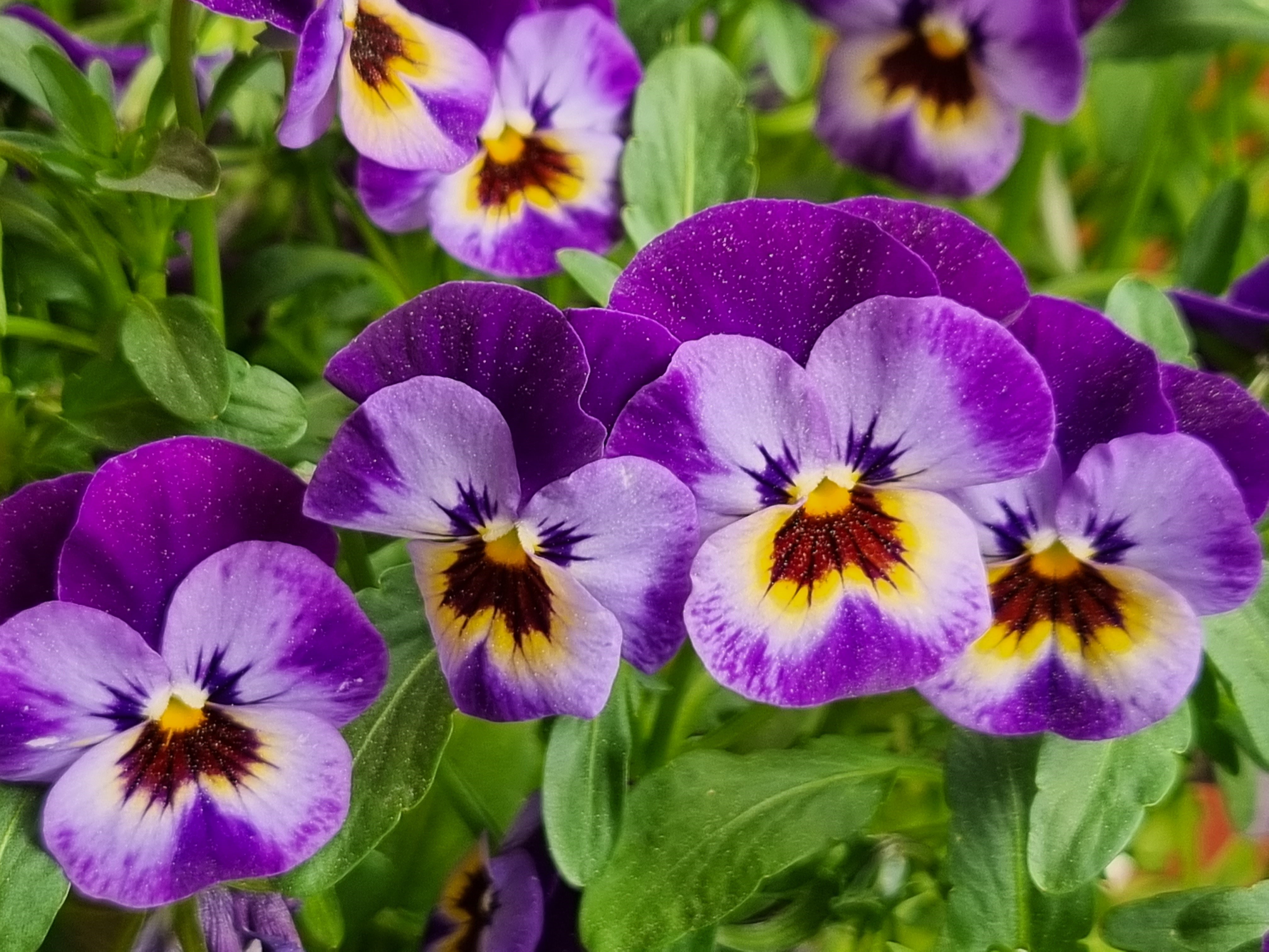 Lila blommor