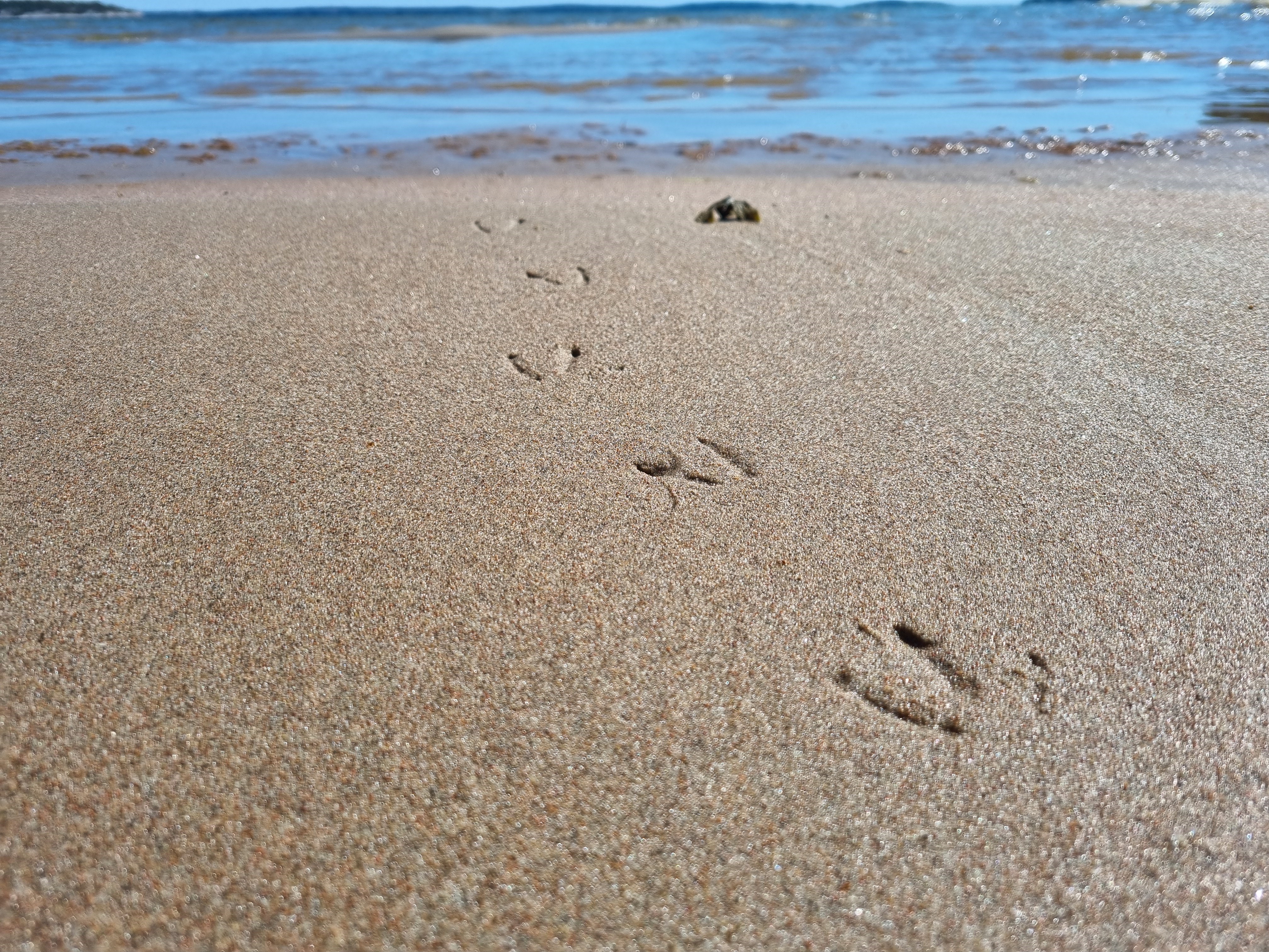 Fiskmåssteg i sanden på strand. Strandkant i bakgrund