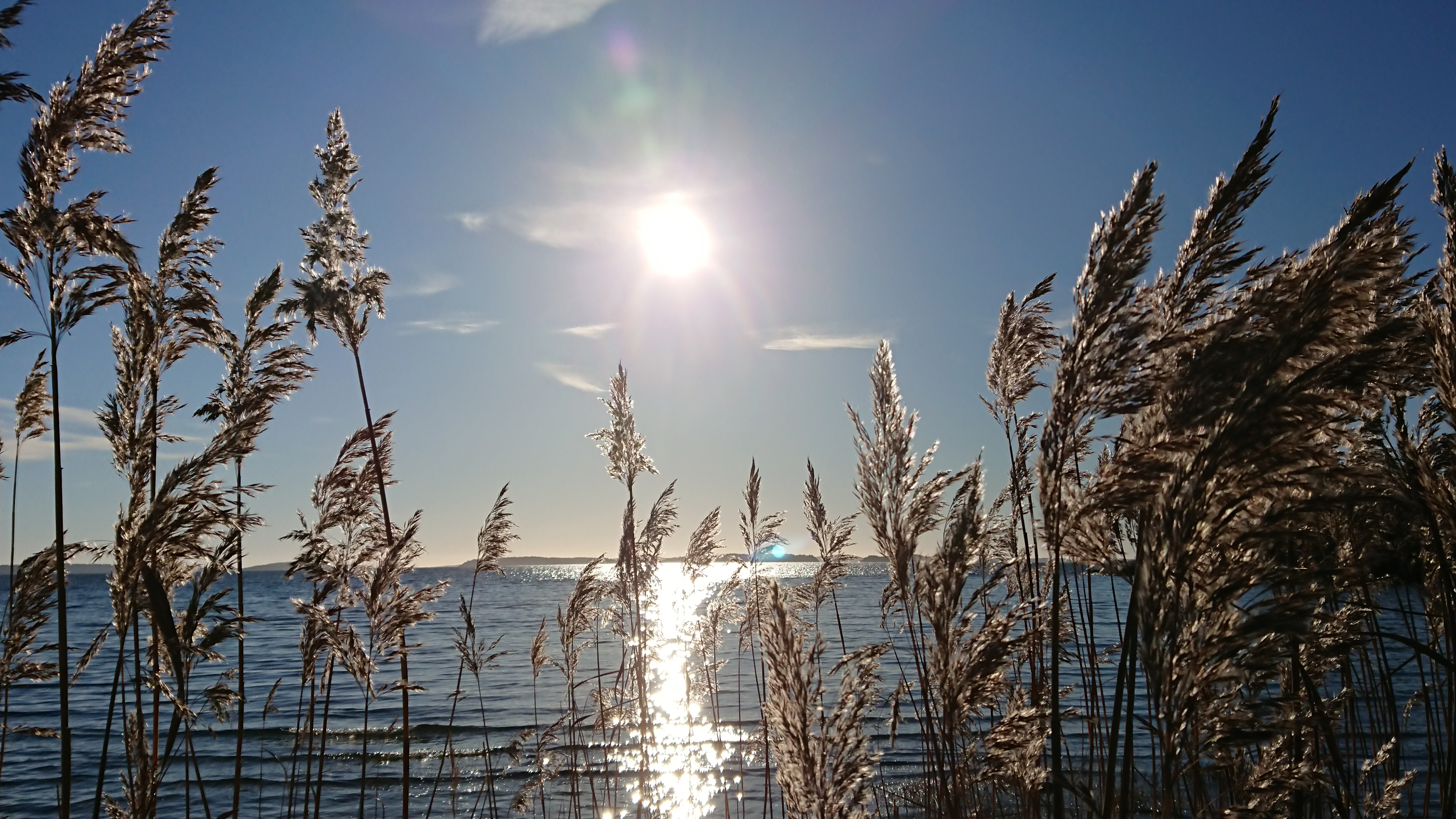 Sol bakom vass, öppet hav bakom