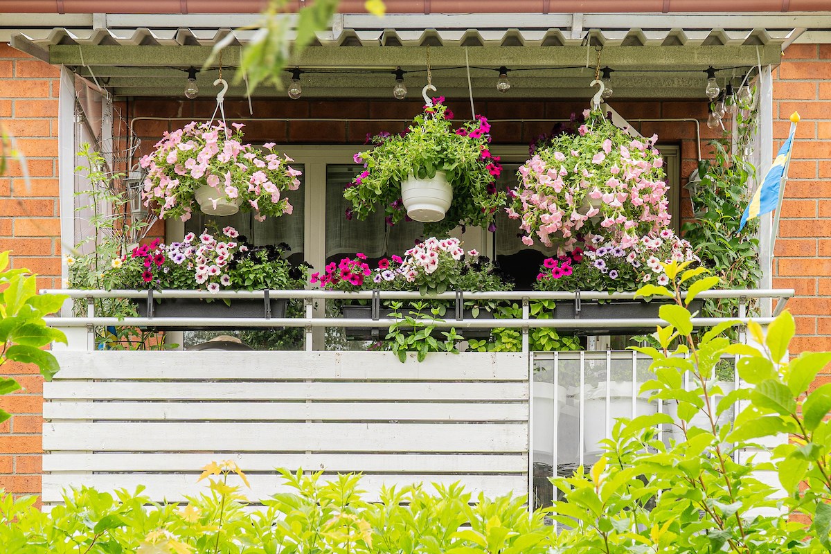 Balkong full med växter